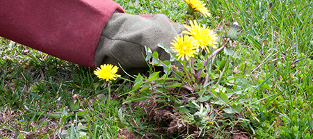 Hand Pulling Up Dandelions