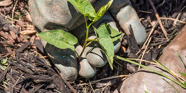 Pulling Weeds from Flower Bed