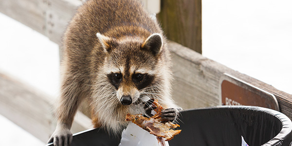 Raccoon Standing on the Edge of a Trash Can Holding Food Scraps