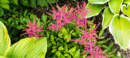Pink Flowers and Green Foliage