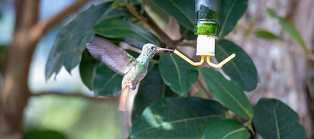 A Wine Bottle Reused as a Birdfeeder