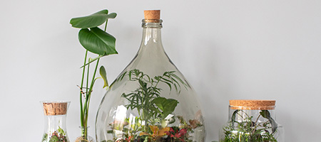 Soil and Succulents Inside a Reused Glass Jar