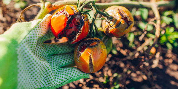 Gardener Removing Rotted Tomatoes From Garden