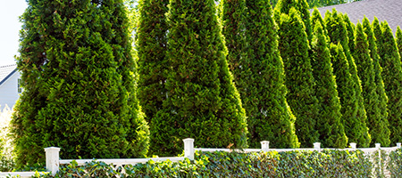 Row of Evergreen Trees in Front of Fence
