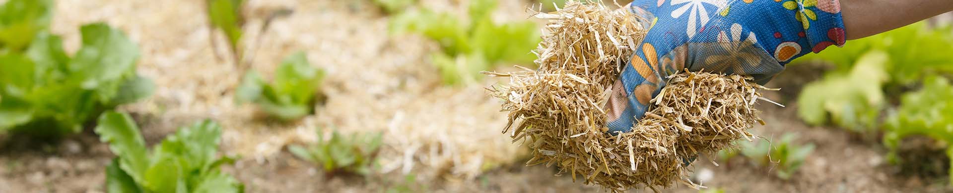 Gardener Spreading Straw Mulch