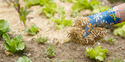 Gardener Spreading Straw Mulch