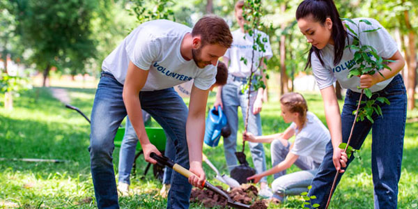 Team of Volunteers Planting Trees in Backyard