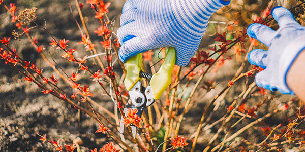 Person Trimming Plant With Pruning Shears