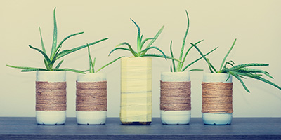 Aloe Vera in Upcycled Plastic Pot