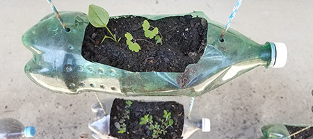 Plant Sprouts in Plastic Bottle Vertical Garden