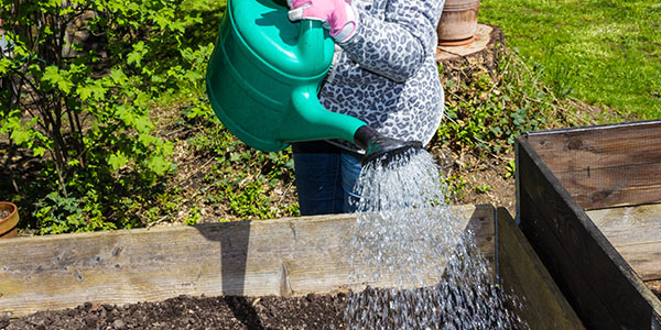 Woman Watering Raised Garden Bed