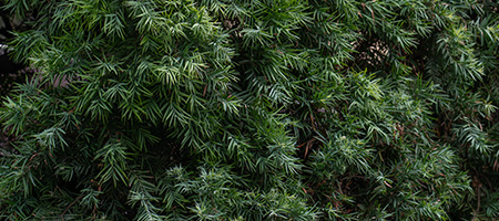 Weeping Podocarpus Providing Privacy to Backyard