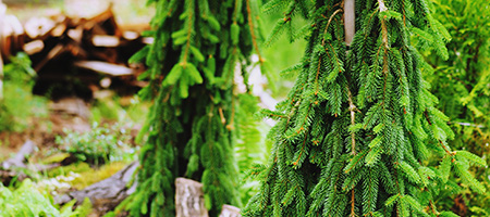 Weeping White Spruce Tree Planted in Backyard