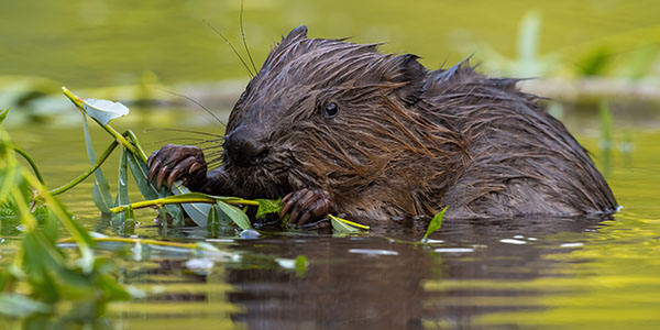 Wetland Conservation Protecting Beavers and Wildlife