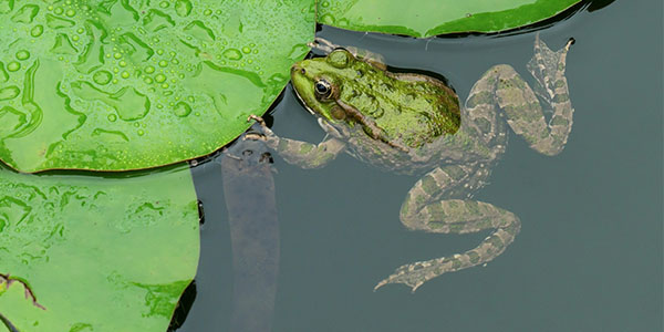 Green Frog Floating in Natural Wetlands
