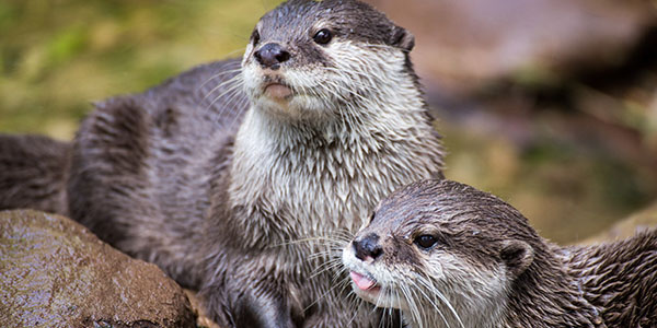 Two Otters Playing in Protected Wetlands