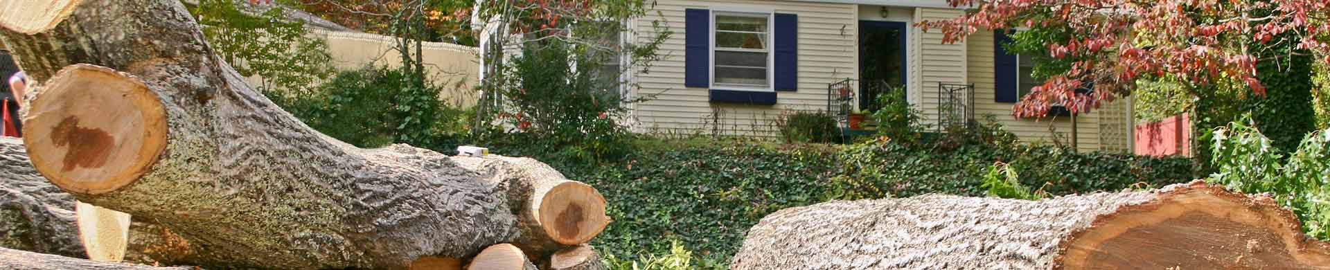 Cut Tree Felled in Front of White House