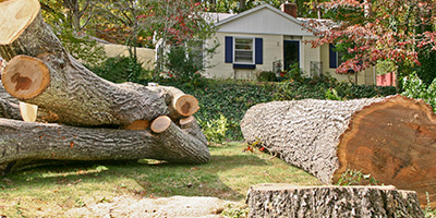 Cut Tree Felled in Front of White House