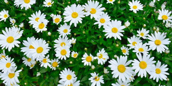 Field of White Daisies