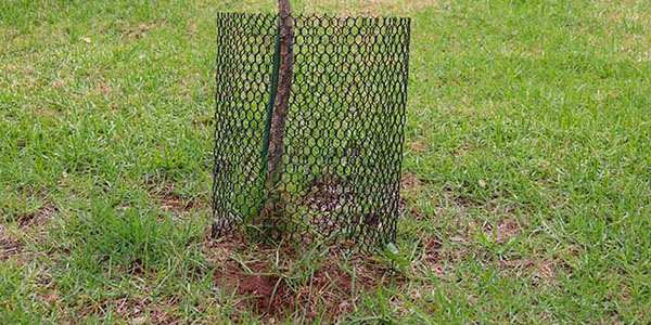 Tree Wrapped With Chicken Wire