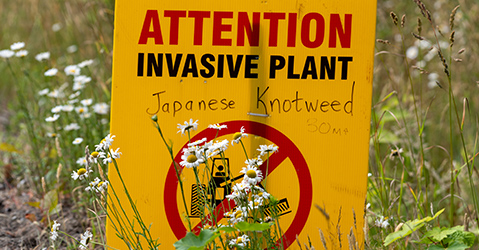 Yellow Invasive Plants Sign
