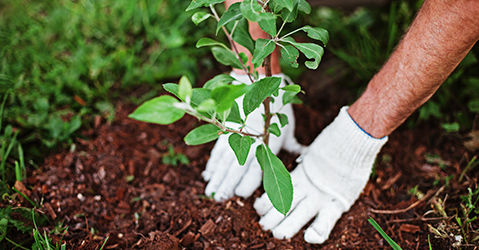 Gardener Planting a Plant