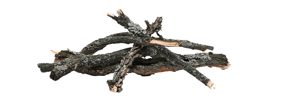 Pile of Tree Branches