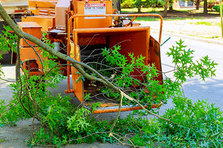 Tree Branch Going Through Wood Chipper